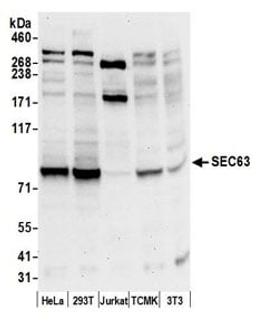 Detection of human and mouse SEC63 by western blot.