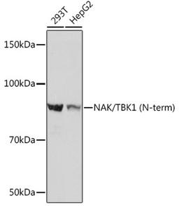 Western blot - NAK/TBK1 (N-term) Rabbit mAb (A3458)