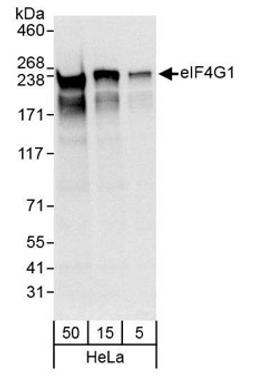 Detection of human eIF4G1 by western blot.