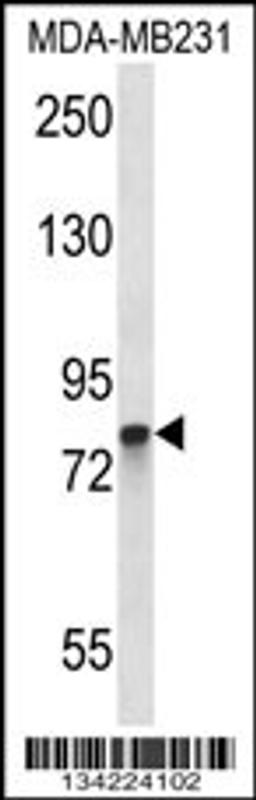 Western blot analysis in MDA-MB231 cell line lysates (35ug/lane).