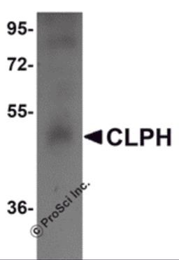 Western blot analysis of CLPH in human testis tissue lysate with CLPH antibody at 1 μg/mL.