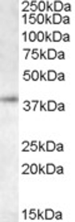 46-304 staining (0.5 ug/ml) of K562 lysate (RIPA buffer, 35ug total protein per lane). Primary incubated for 1 hour. Detected by western blot using chemiluminescence.