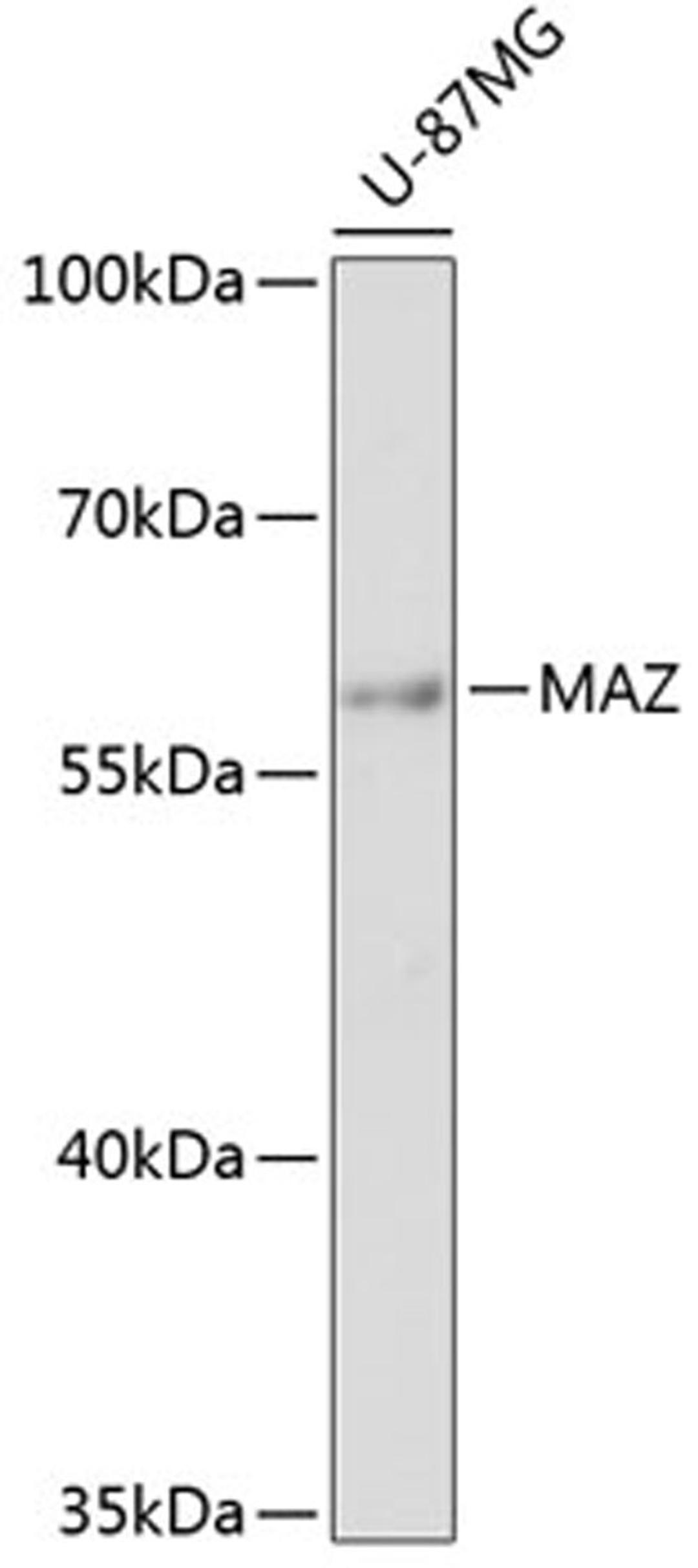 Western blot - MAZ antibody (A12921)