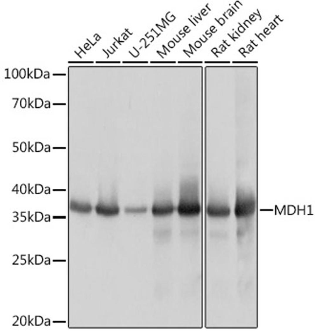 Western blot - MDH1 Rabbit mAb (A9673)