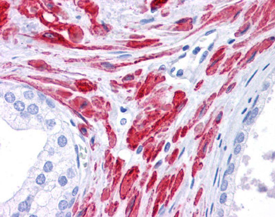 Antibody used in IHC.