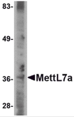 Western blot analysis of MettL7A in A-20 cell lysate with MettL7A antibody at 2 &#956;g/mL.