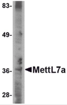 Western blot analysis of MettL7A in A-20 cell lysate with MettL7A antibody at 2 μg/mL.