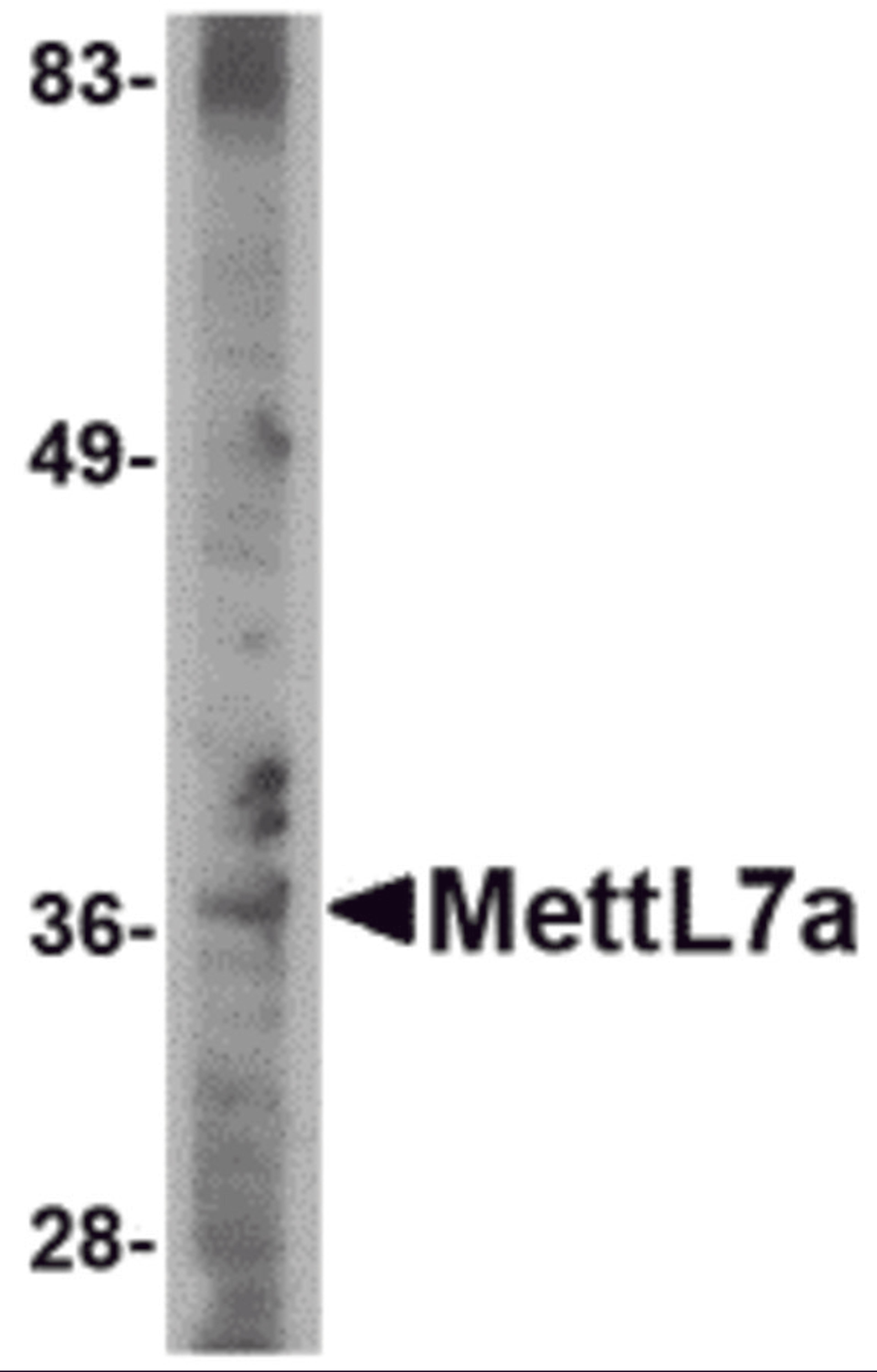 Western blot analysis of MettL7A in A-20 cell lysate with MettL7A antibody at 2 μg/mL.