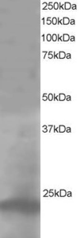 46-128 staining (1ug/ml) of A431 lysate (RIPA buffer, 35ug total protein per lane). Primary incubated for 1 hour. Detected by western blot using chemiluminescence.