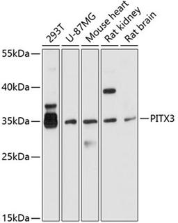 Western blot - PITX3 antibody (A10569)