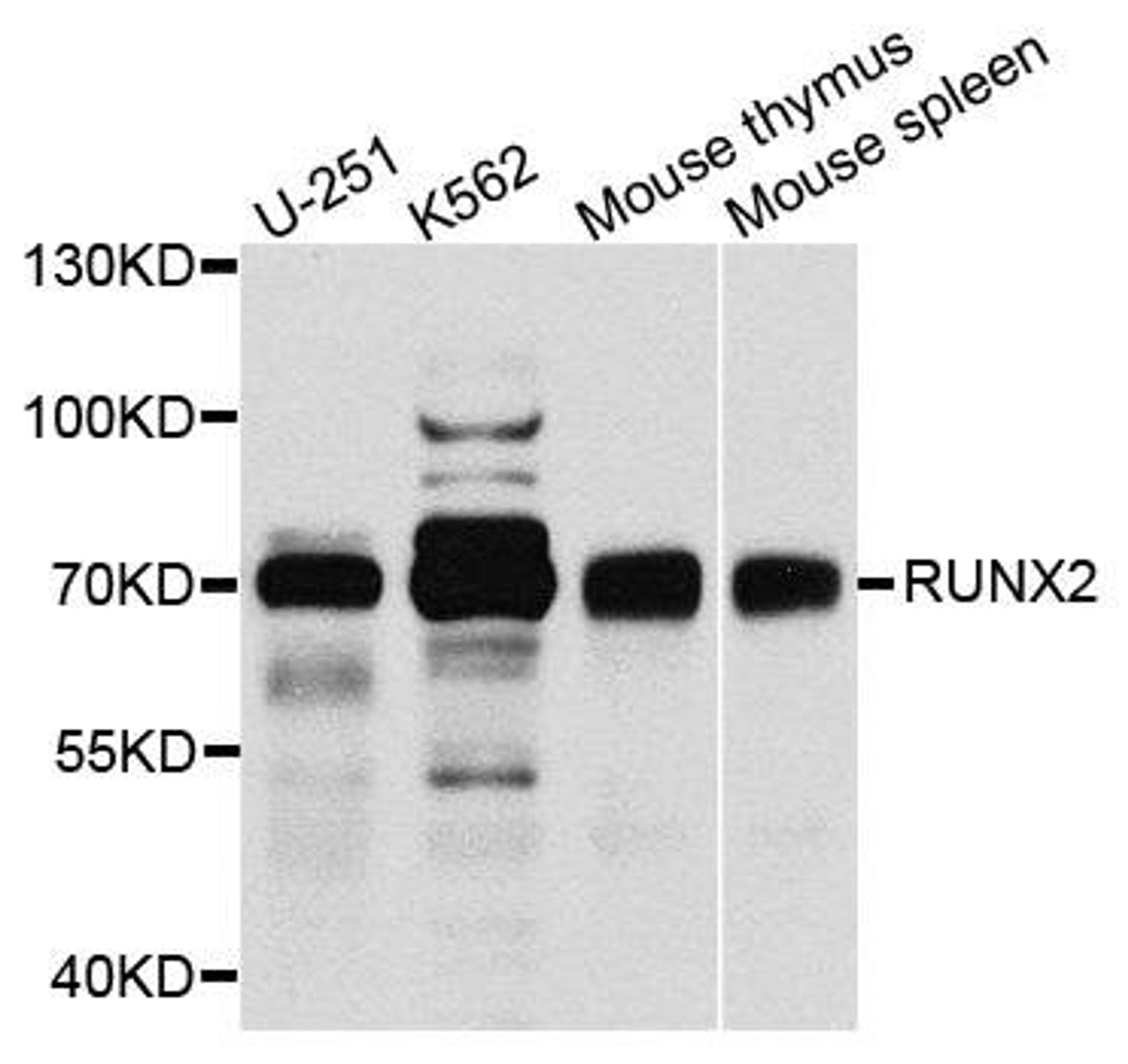 Western blot analysis of extracts of various cells using CBFA1 antibody