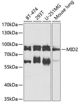 Western blot - MID2 antibody (A8325)