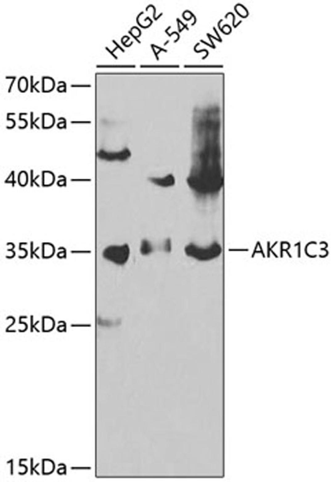 Western blot - AKR1C3 antibody (A13568)