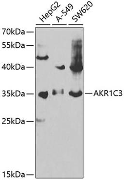 Western blot - AKR1C3 antibody (A13568)