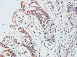 Immunohistochemical staining of paraffin embedded pig large intestines tissue using anti-Integrin alpha 5 (primary antibody at 1:500)