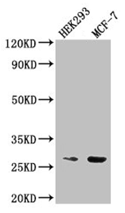 Western Blot. Positive WB detected in: HEK293 whole cell lysate, MCF-7 whole cell lysate. All lanes: NUDT21 antibody at 2.5µg/ml. Secondary. Goat polyclonal to rabbit IgG at 1/50000 dilution. Predicted band size: 27 kDa. Observed band size: 27 kDa