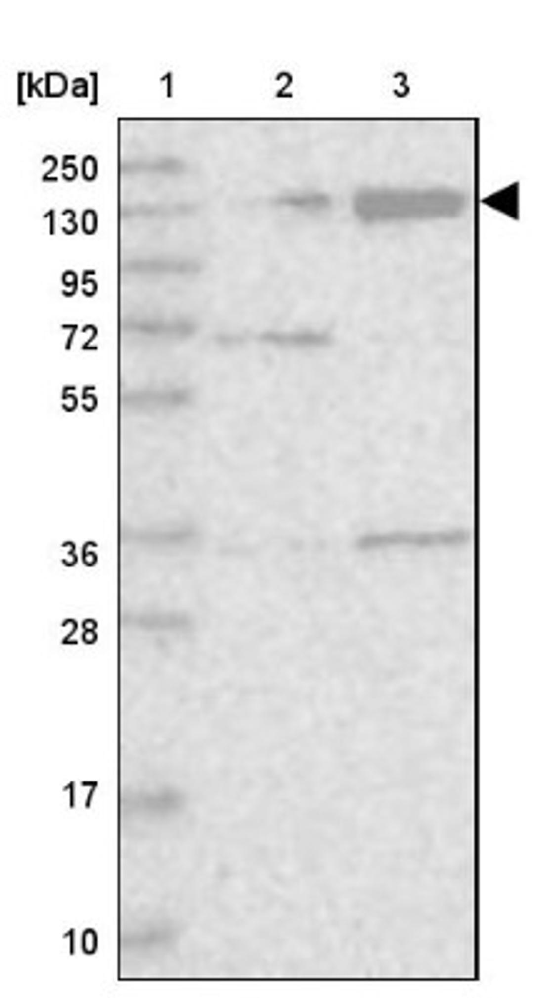 Western Blot: KIBRA Antibody [NBP1-92052] - Lane 1: Marker [kDa] 250, 130, 95, 72, 55, 36, 28, 17, 10<br/>Lane 2: Human cell line RT-4<br/>Lane 3: Human cell line U-251MG sp