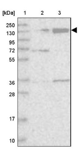 Western Blot: KIBRA Antibody [NBP1-92052] - Lane 1: Marker [kDa] 250, 130, 95, 72, 55, 36, 28, 17, 10<br/>Lane 2: Human cell line RT-4<br/>Lane 3: Human cell line U-251MG sp