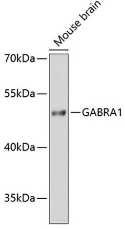 Western blot - GABRA1 antibody (A12244)