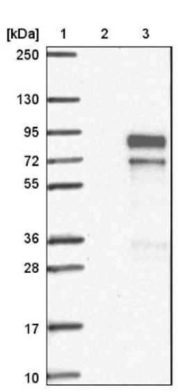 Western Blot: FAM13C1 Antibody [NBP1-91884] - Lane 1: Marker [kDa] 250, 130, 95, 72, 55, 36, 28, 17, 10<br/>Lane 2: Negative control (vector only transfected HEK293T lysate)<br/>Lane 3: Over-expression lysate (Co-expressed with a C-terminal myc-DDK tag (~3.1 kDa) in mammalian HEK293T cells, LY424301)