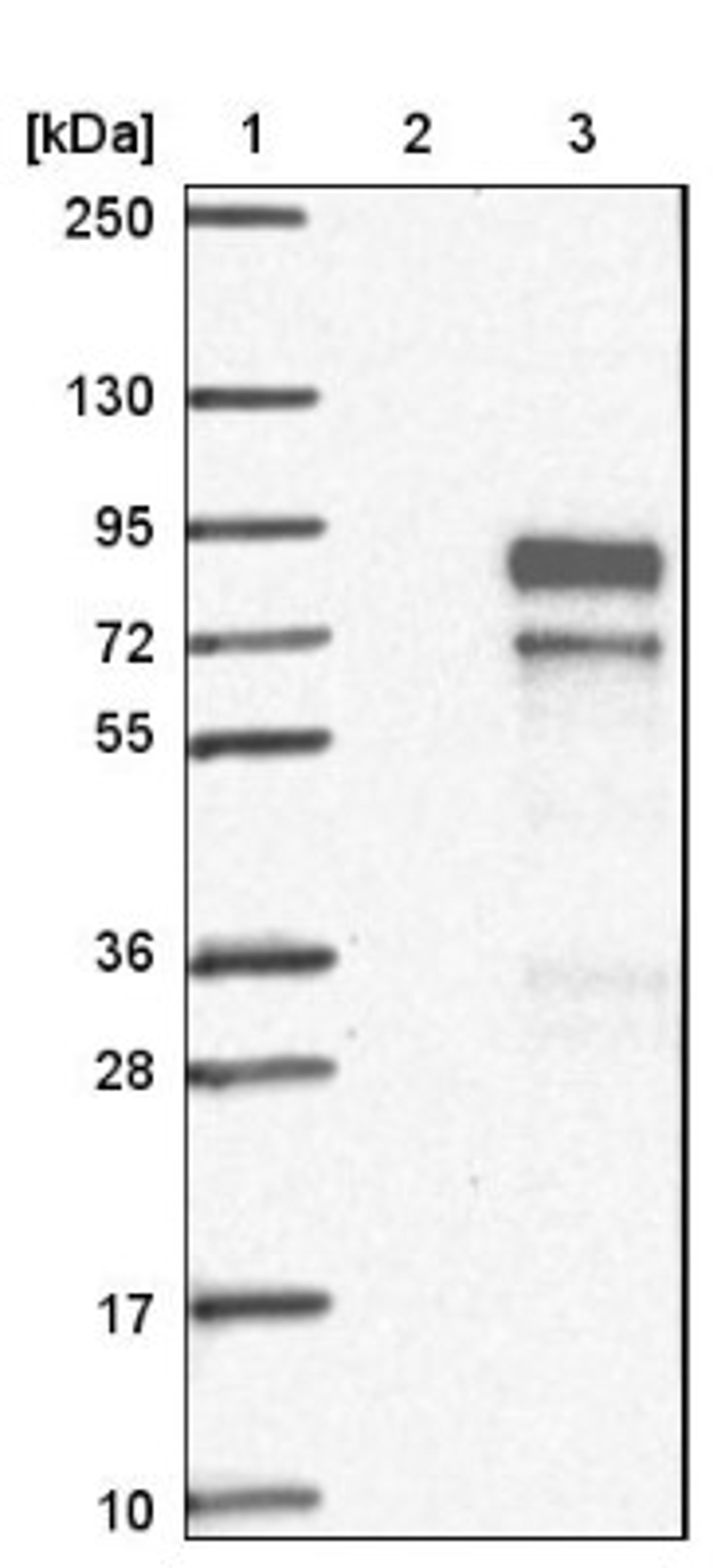 Western Blot: FAM13C1 Antibody [NBP1-91884] - Lane 1: Marker [kDa] 250, 130, 95, 72, 55, 36, 28, 17, 10<br/>Lane 2: Negative control (vector only transfected HEK293T lysate)<br/>Lane 3: Over-expression lysate (Co-expressed with a C-terminal myc-DDK tag (~3.1 kDa) in mammalian HEK293T cells, LY424301)