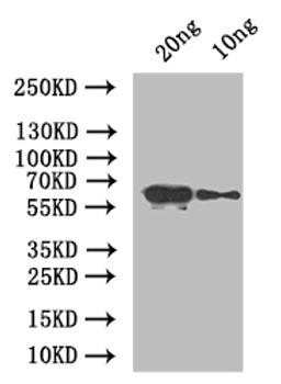 Western Blot. Positive WB detected in: recombinant protein. All lanes: At5g42100 Antibody at 1:1000. Secondary. Goat polyclonal to rabbit IgG at 1/50000 dilution. Predicted band size: 66 kDa. Observed band size: 66 kDa. 