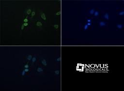 Immunocytochemistry/Immunofluorescence: FUS Antibody [NBP1-50623] - Staining of FUS in HeLa cells with  FITC (green). Nuclei were counterstained with DAPI (blue).