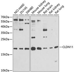 Western blot - CLDN11 antibody (A12478)