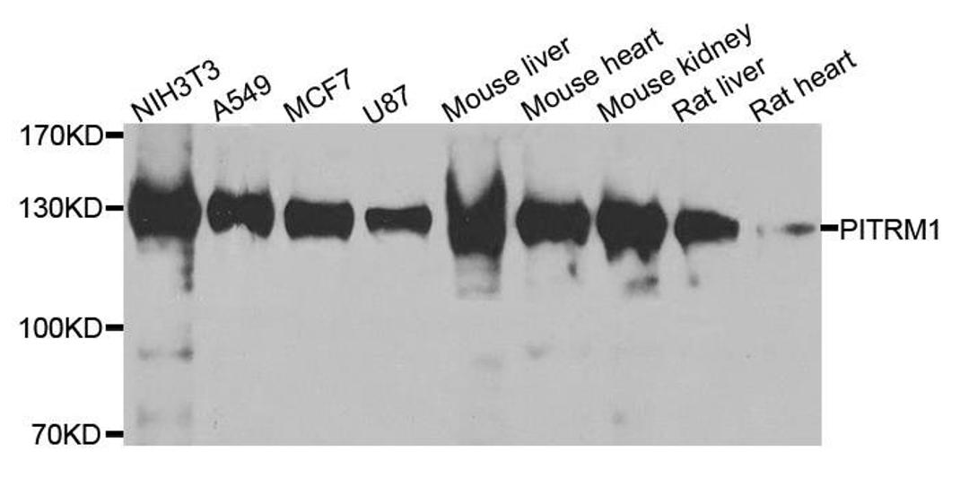 Western blot analysis of extracts of various cell lines using PITRM1 antibody