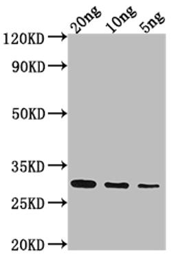 Western Blot. Positive WB detected in Recombinant protein. All lanes: NAM8 antibody at 1:2000. Secondary. Goat polyclonal to rabbit IgG at 1/50000 dilution. Predicted band size: 28.2 kDa. Observed band size: 30 kDa.