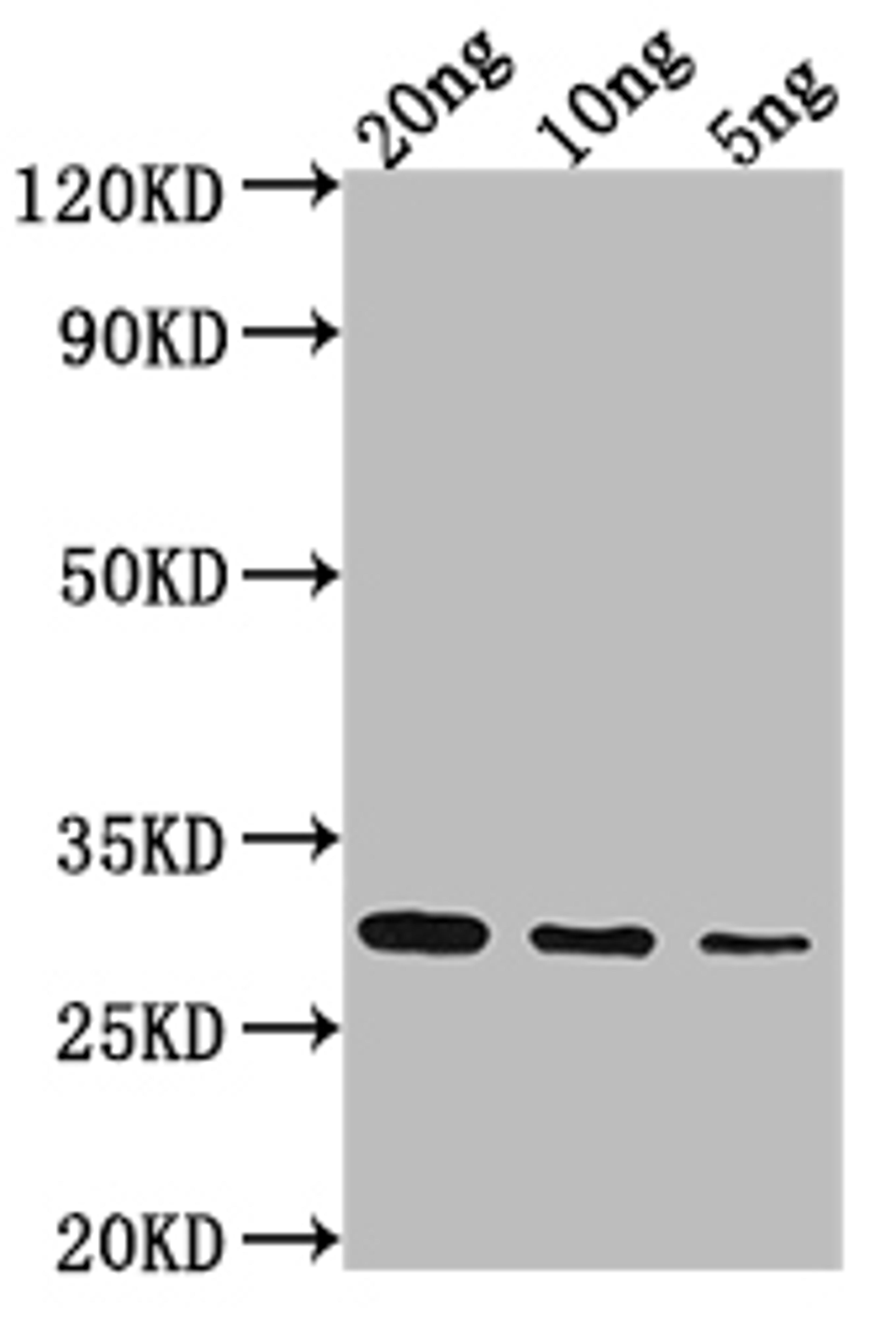 Western Blot. Positive WB detected in Recombinant protein. All lanes: NAM8 antibody at 1:2000. Secondary. Goat polyclonal to rabbit IgG at 1/50000 dilution. Predicted band size: 28.2 kDa. Observed band size: 30 kDa.