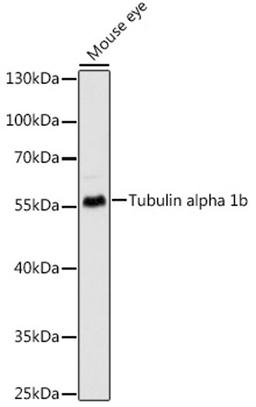 Western blot - Tubulin alpha 1b antibody (AC024)