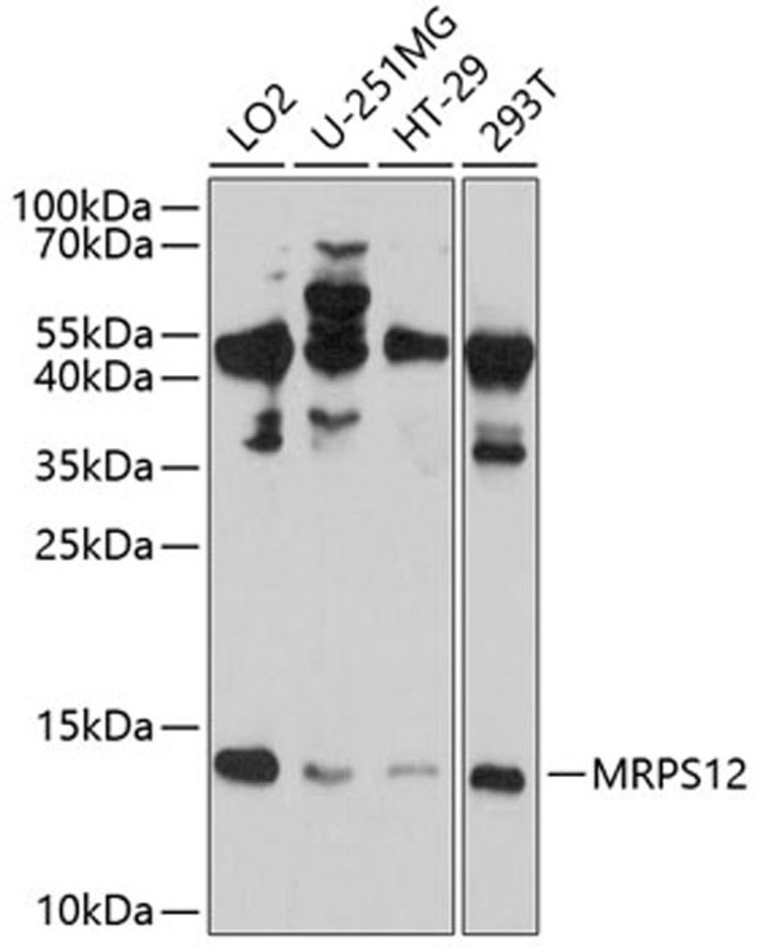 Western blot - MRPS12 antibody (A10573)