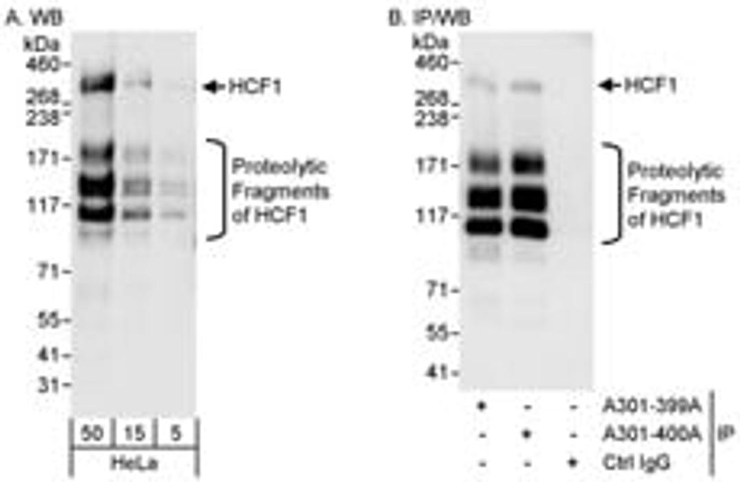 Detection of human HCF1 by western blot and immunoprecipitation.