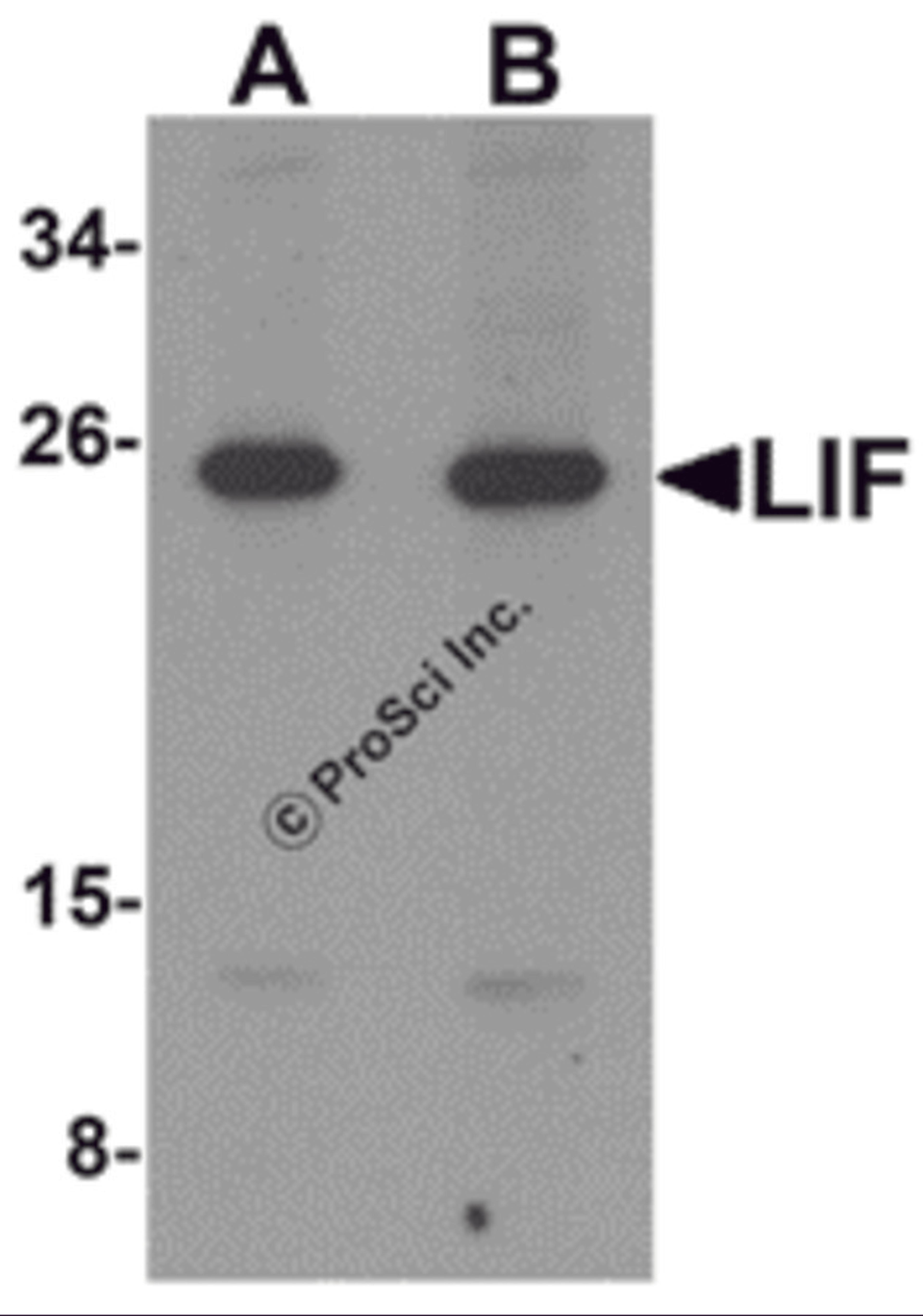 Western blot analysis of LIF in 3T3 cell lysate with LIF antibody at (A) 1 and (B) 2 &#956;g/mL.