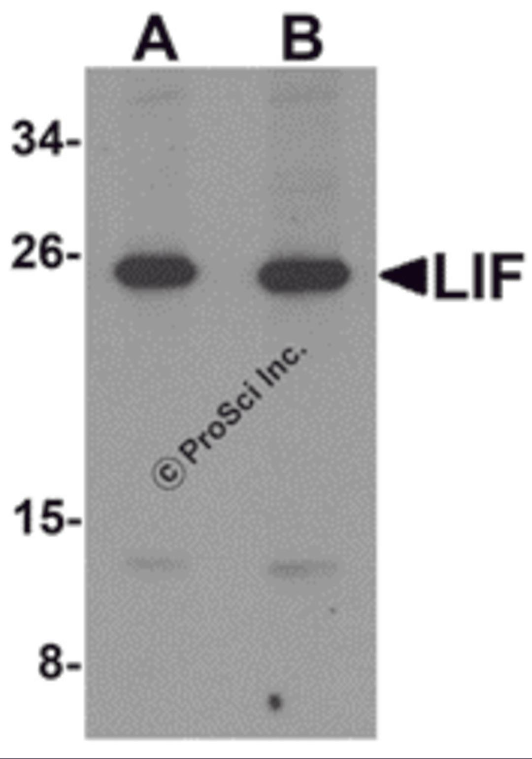 Western blot analysis of LIF in 3T3 cell lysate with LIF antibody at (A) 1 and (B) 2 μg/mL.