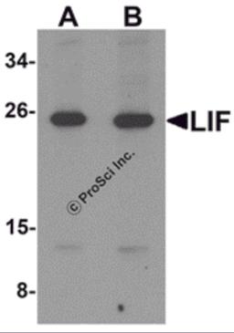 Western blot analysis of LIF in 3T3 cell lysate with LIF antibody at (A) 1 and (B) 2 μg/mL.