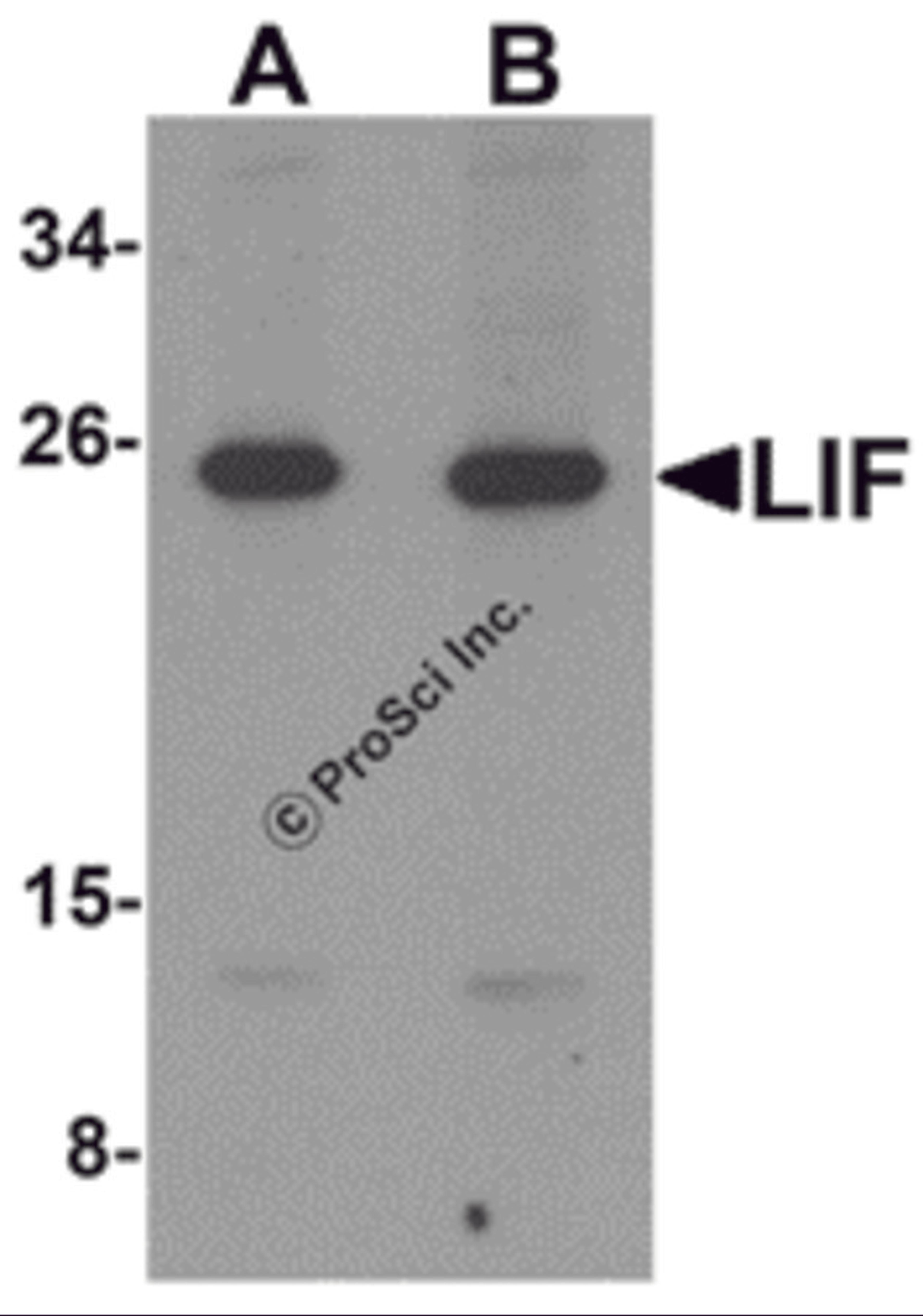 Western blot analysis of LIF in 3T3 cell lysate with LIF antibody at (A) 1 and (B) 2 μg/mL.