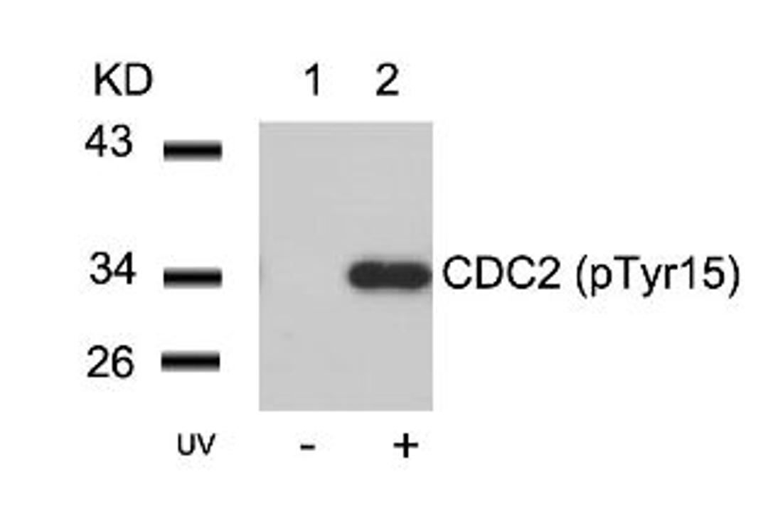 Western blot analysis of lysed extracts from HeLa cells untreated (Lane 1) or treated with UV (lane 2) using CDC2 (Phospho-Tyr15).