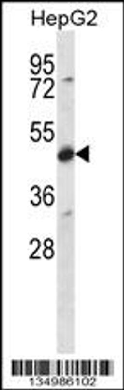 Western blot analysis in HepG2 cell line lysates (35ug/lane).