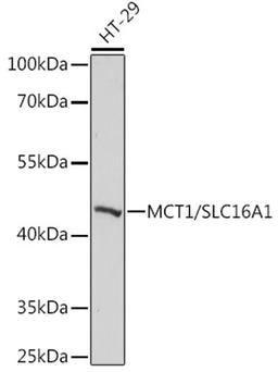 Western blot - MCT1/SLC16A1 antibody (A3013)