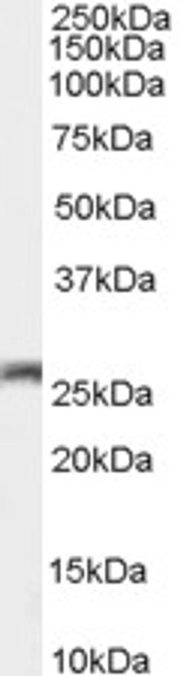 45-673 (0.01ug/ml) staining of Mouse Brain lysate (35ug protein in RIPA buffer). Primary incubation was 1 hour. Detected by chemiluminescence.