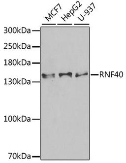 Western blot - RNF40 antibody (A6443)