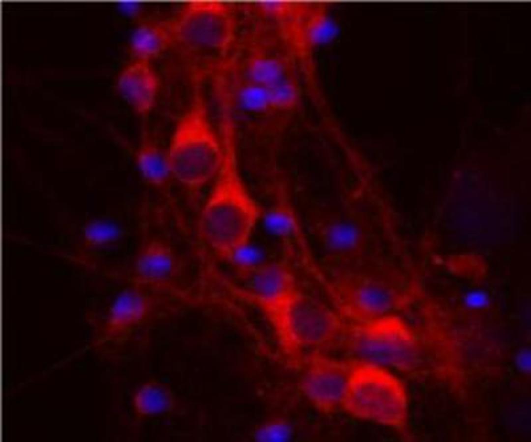 Immunocytochemistry/Immunofluorescence: 14-3-3 eta Antibody (3G12) [NBP1-92691] - Rat mixed neuron/glial cultures stained with NBP1-92691 antibody (red). Neuronal perikarya are very rich in 14.3.3 eta which has a diffuse cytoplasmic staining pattern. Blue is a DNA stain.