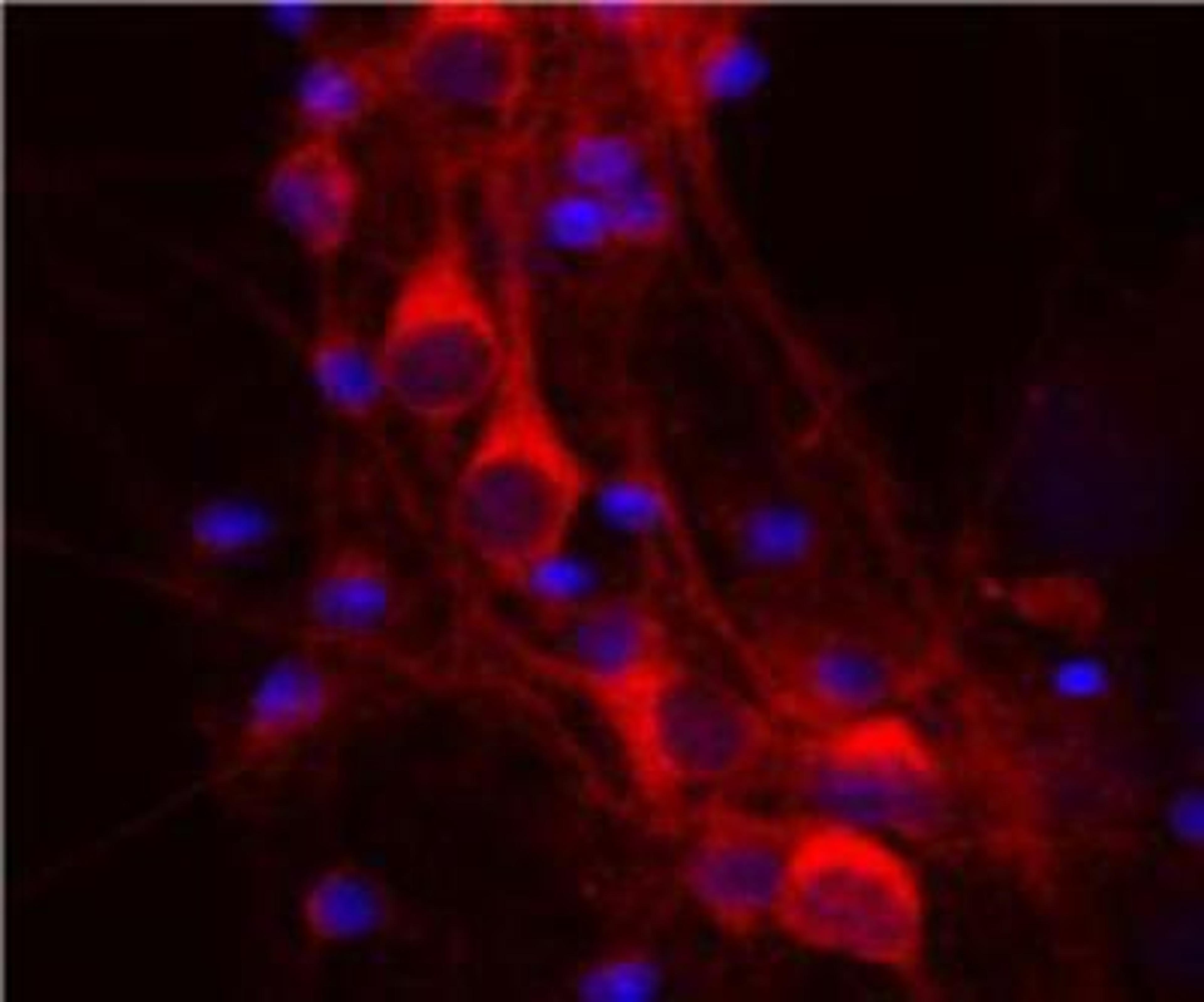 Immunocytochemistry/Immunofluorescence: 14-3-3 eta Antibody (3G12) [NBP1-92691] - Rat mixed neuron/glial cultures stained with NBP1-92691 antibody (red). Neuronal perikarya are very rich in 14.3.3 eta which has a diffuse cytoplasmic staining pattern. Blue is a DNA stain.