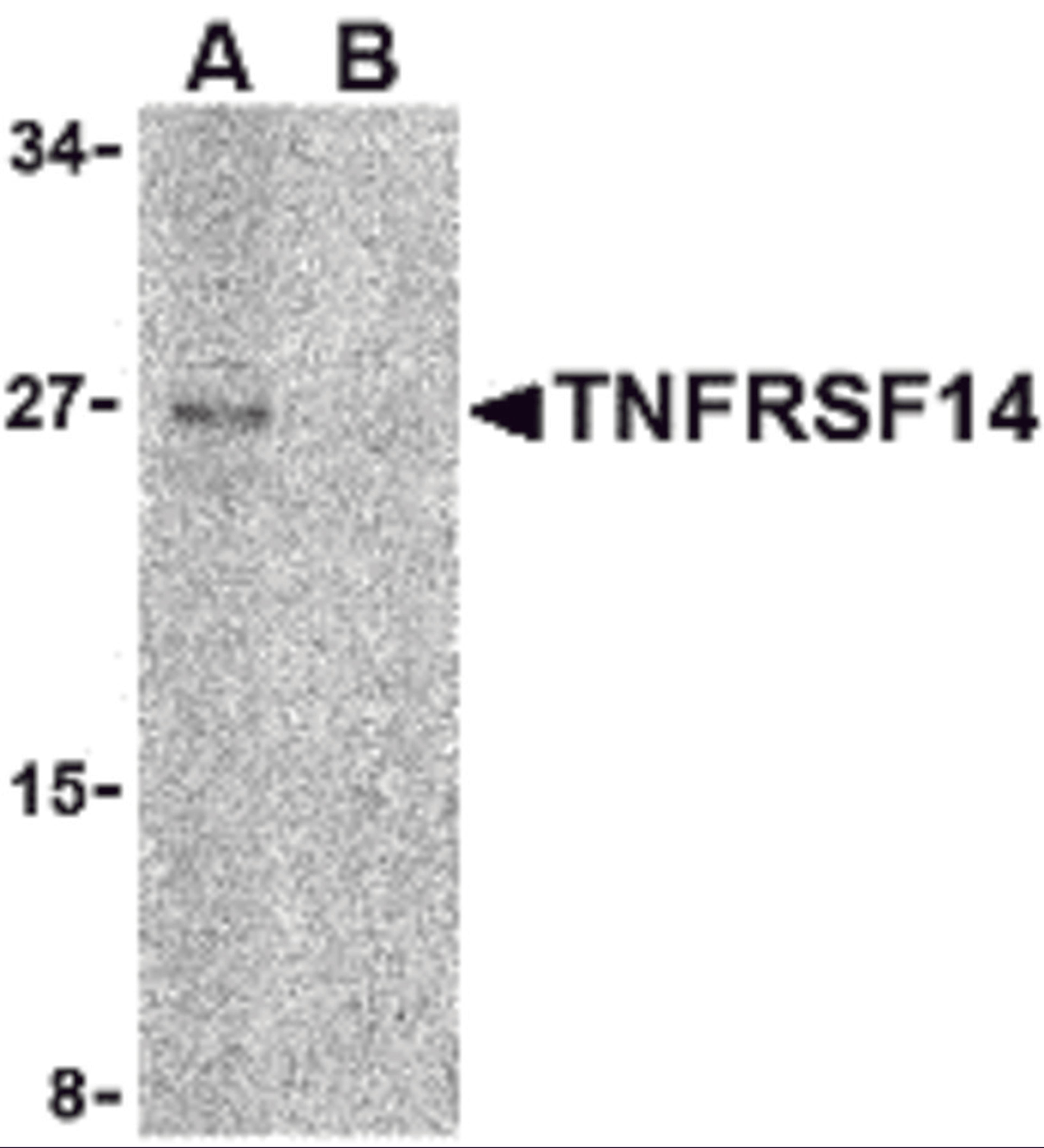 Western blot analysis of TNFRSF14 in Raji cell lysate with TNFRSF14 antibody at 2 μg/mL in (A) the absence and (B) the presence of blocking peptide.