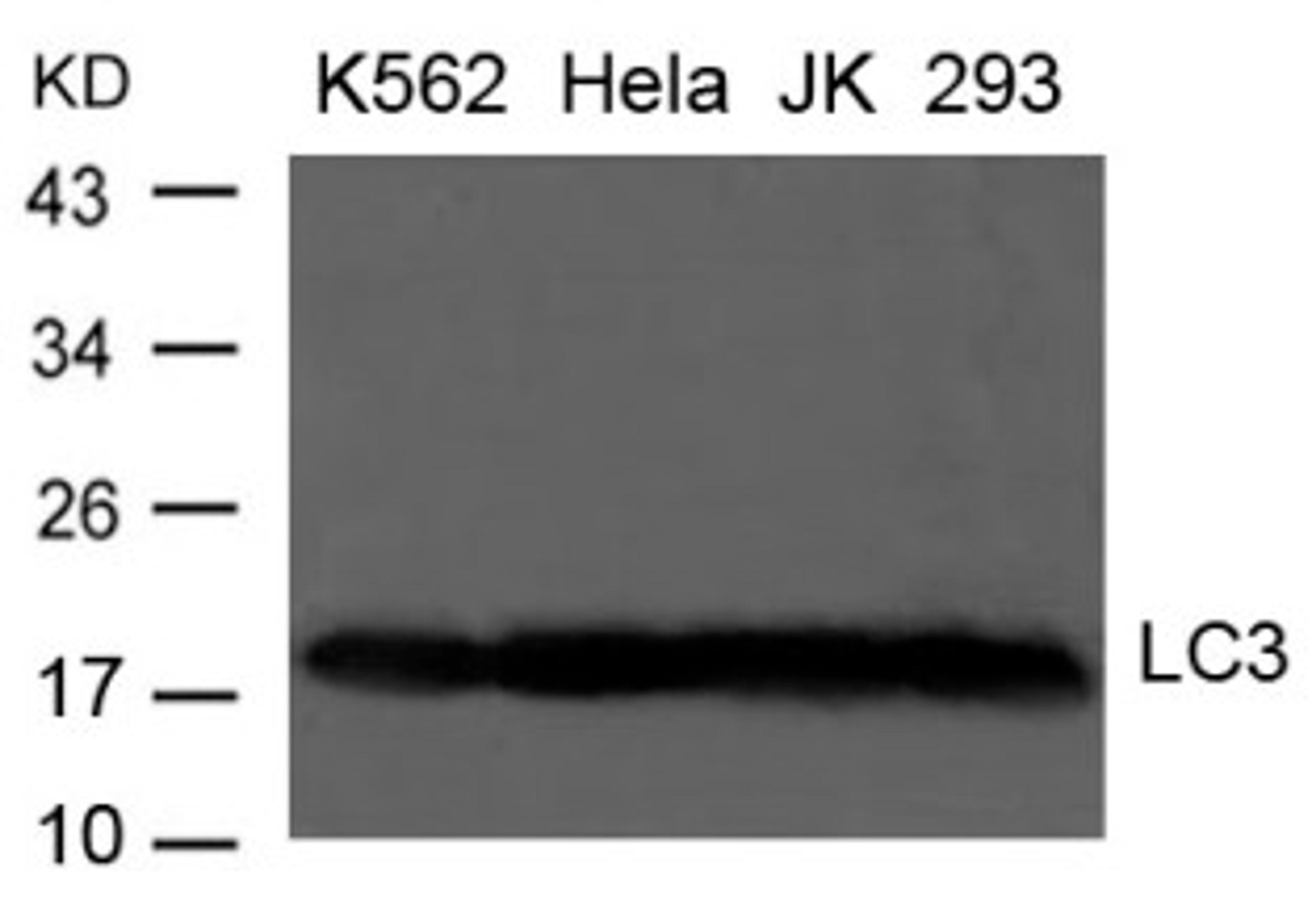 Western blot analysis of extract from K-562, HeLa, JK and 293 cells using LC3 Antibody.