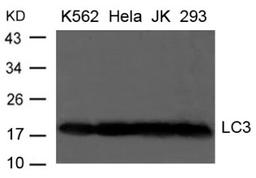 Western blot analysis of extract from K-562, HeLa, JK and 293 cells using LC3 Antibody.
