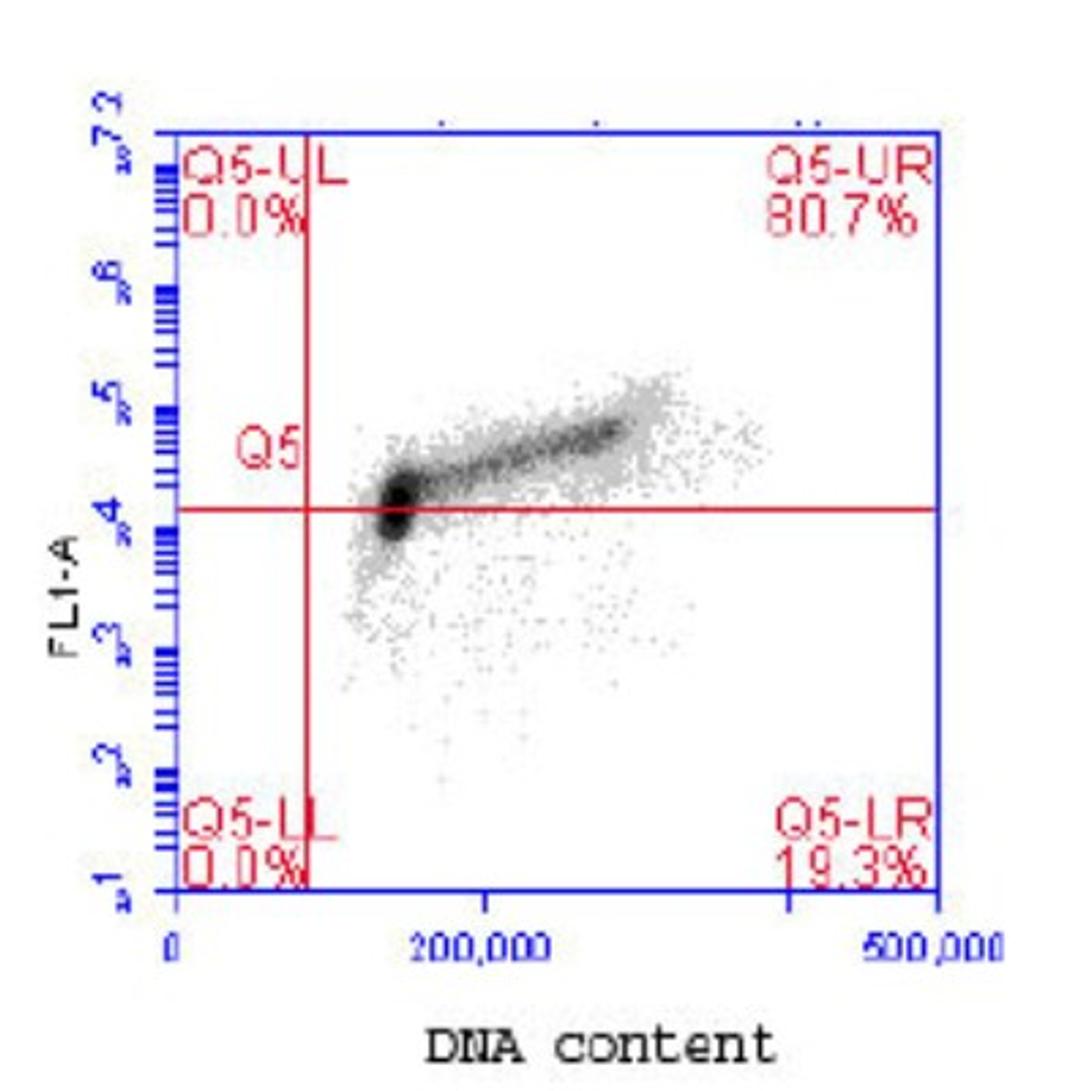 Flow Cytometry: MCM2 [p Ser41] Antibody [NB100-2569] - Flow cytometric analysis of phospho-MCM2 (pS40/41). Jurkat cells were fixed in 1.5% PFA, and permeabilized in 90% MeOH. 1 X 10e6 cells were stained with 0.1 mcg/ml anti-phospho- MCM2 (pS40/41) in a 150 mcl volume. DNA content was simultaneously analyzed via PI stain