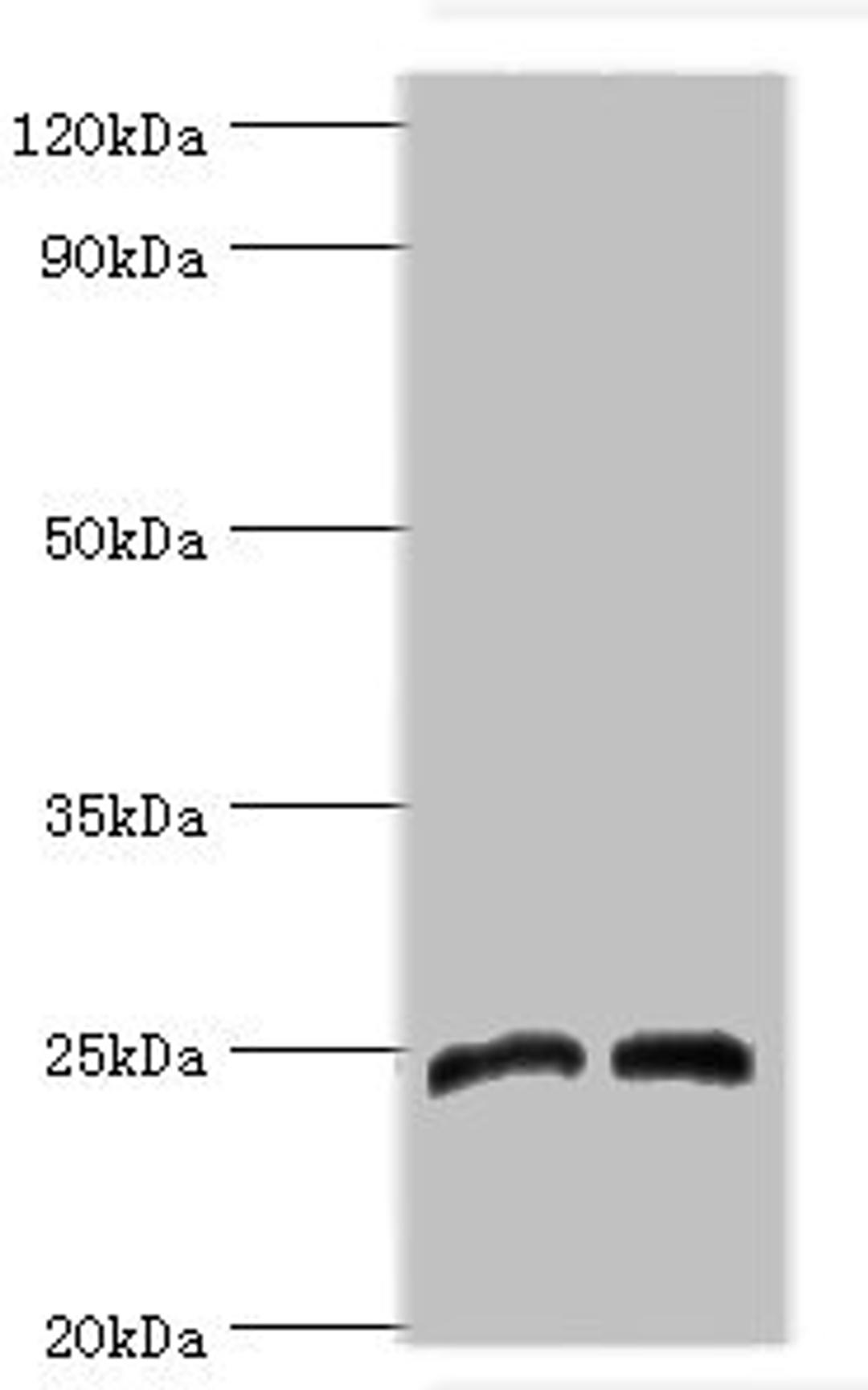 Western blot. All lanes: Dickkopf-related protein 4 antibody at 8ug/ml. Lane 1: Jurkat whole cell lysate. Lane 2: K562 whole cell lysate. Secondary. Goat polyclonal to rabbit IgG at 1/10000 dilution. Predicted band size: 25 kDa. Observed band size: 25 kDa. 